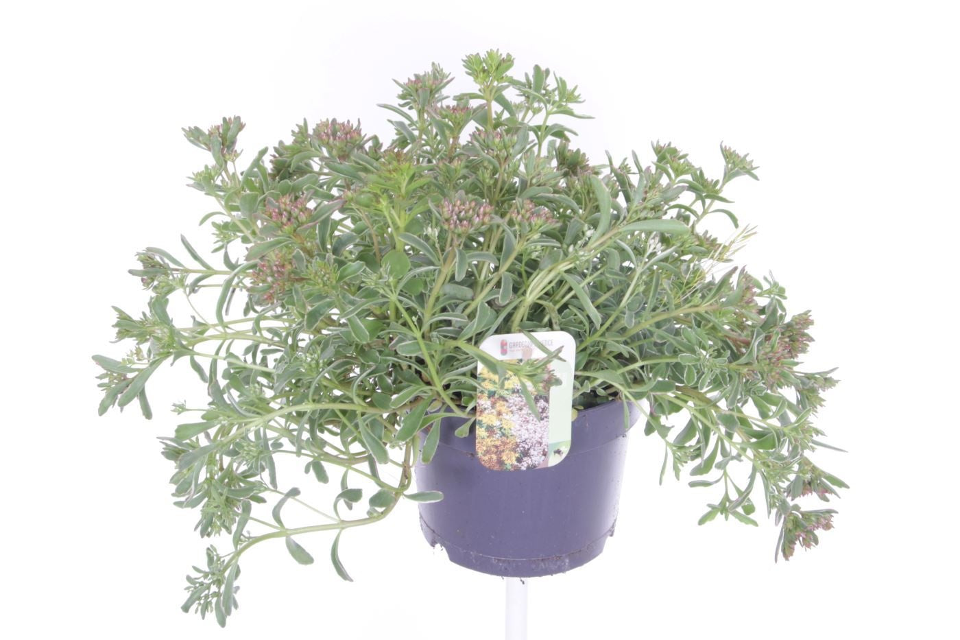 Sedum spurium Tricolor 30cm 17cm Pot