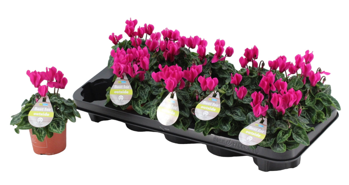 Cyclamen Veranda Selections 18cm 9cm Pot