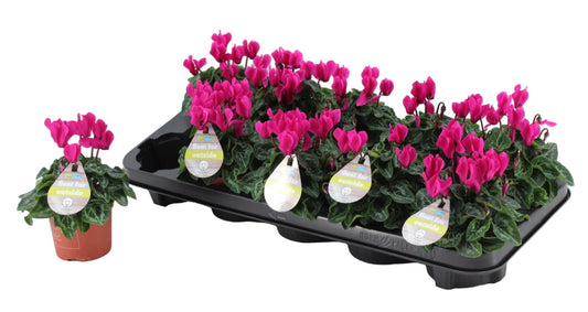 Cyclamen Veranda Selections 18cm 9cm Pot