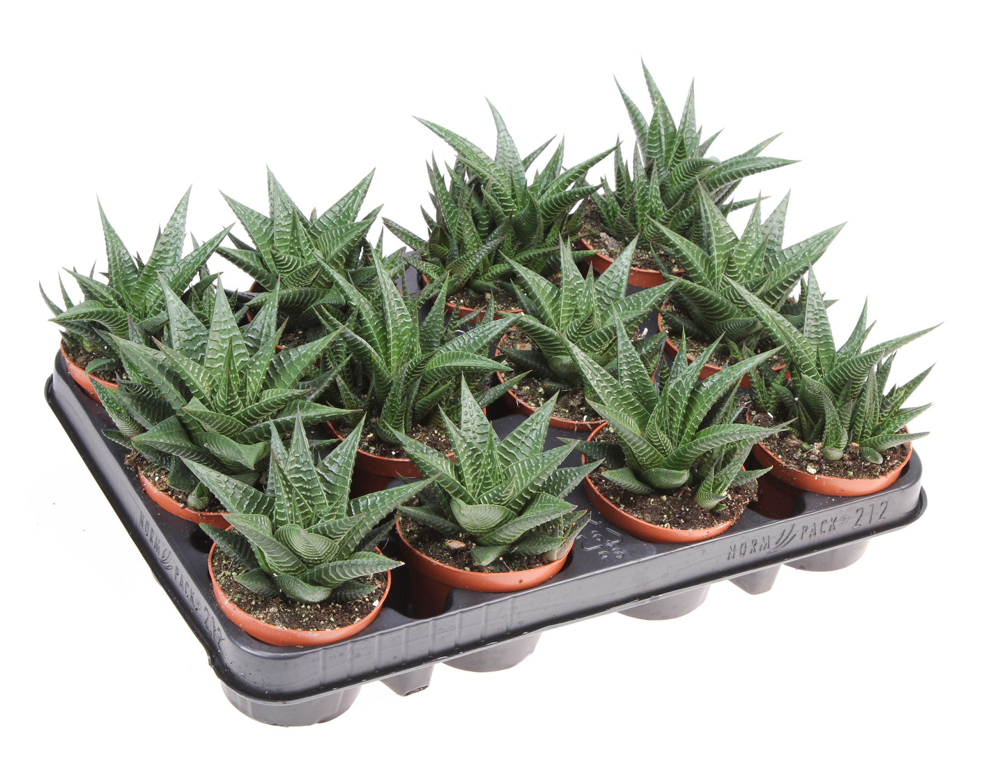 Haworthia limifolia 12cm Special Pot (508)