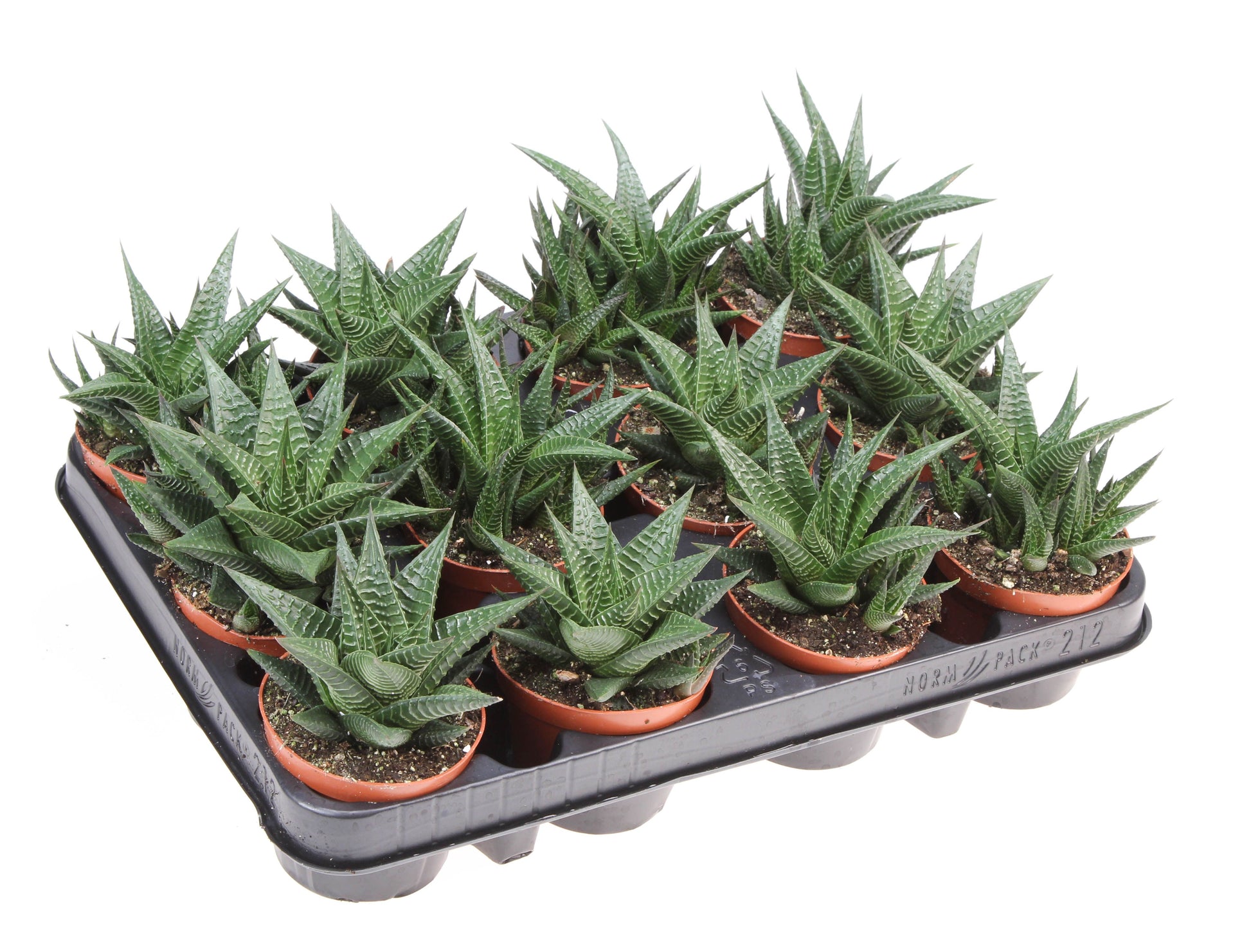 Haworthia limifolia 12cm Special Pot (508)
