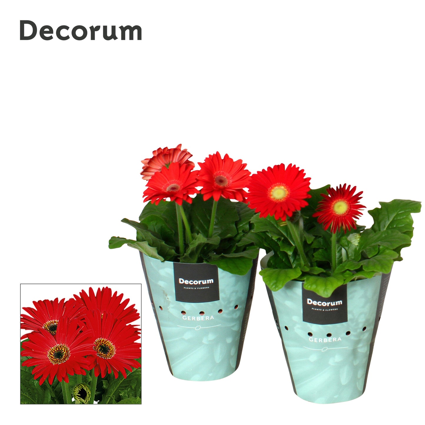 Velden, Firma Freek v.d. Gerbera Flori Line red Pack of 9