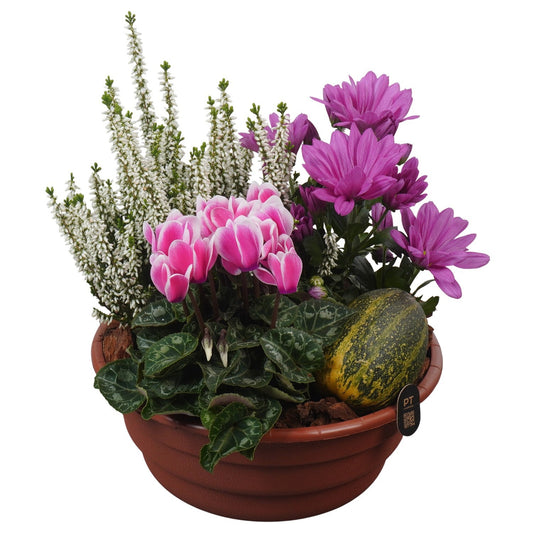 Outdoor arrangement 26cm 21cm Pot