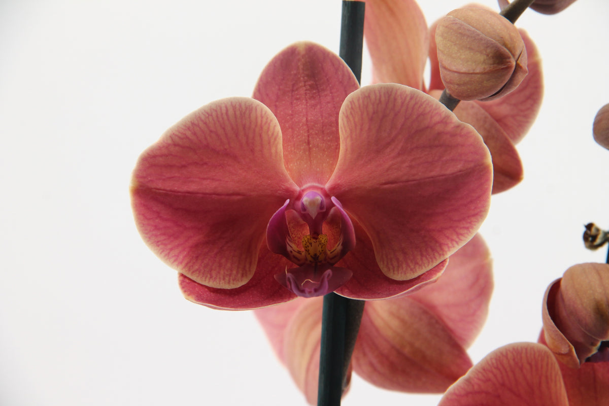 Phalaenopsis mix 45cm 12cm Pot