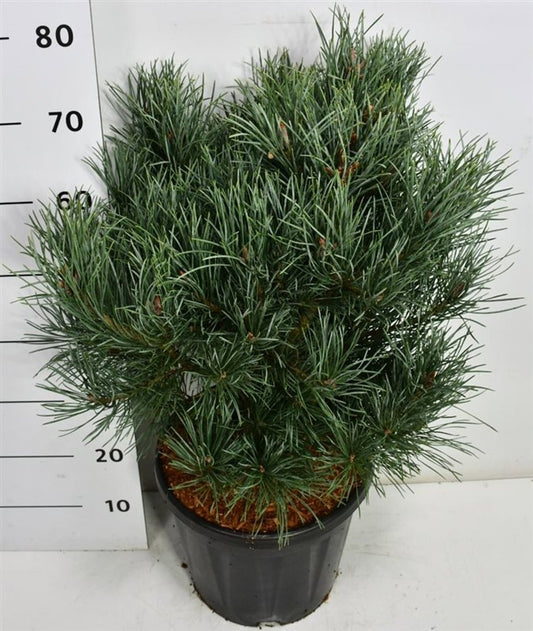 Pinus sylvestris Watereri 70cm 32cm Pot