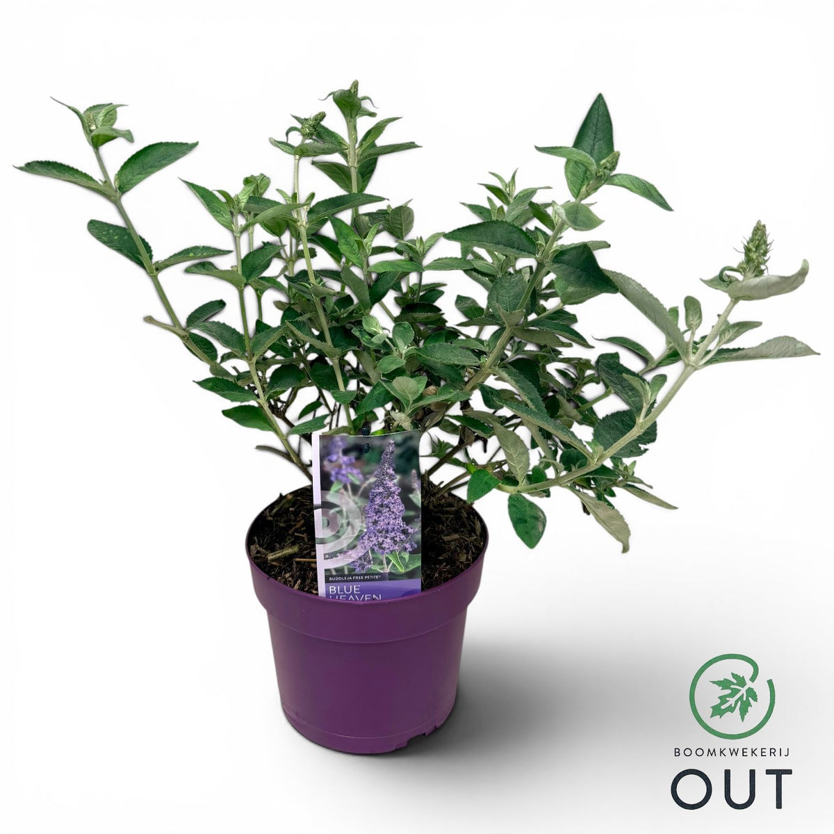 Buddleja davidii mix 60cm 19cm Pot