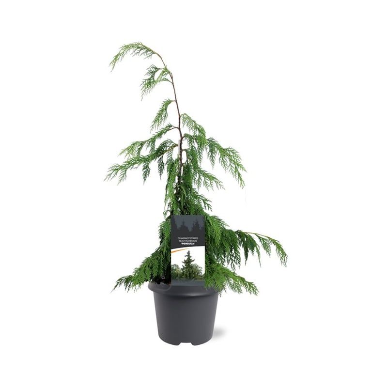 Bremmer Boomkwekerijen Chamaecyparis nootkatensis Pendula Pack of 1