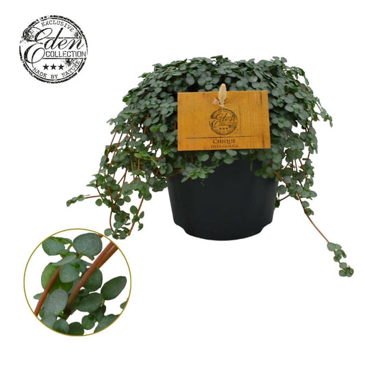 Pilea glaucophylla 20cm 12cm Pot