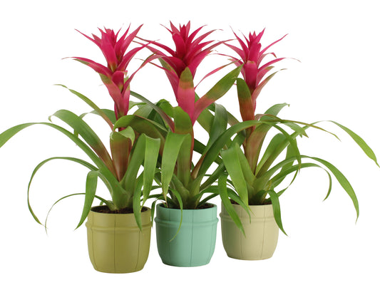 Esperit Elements Vof Guzmania Voila Pack of 4