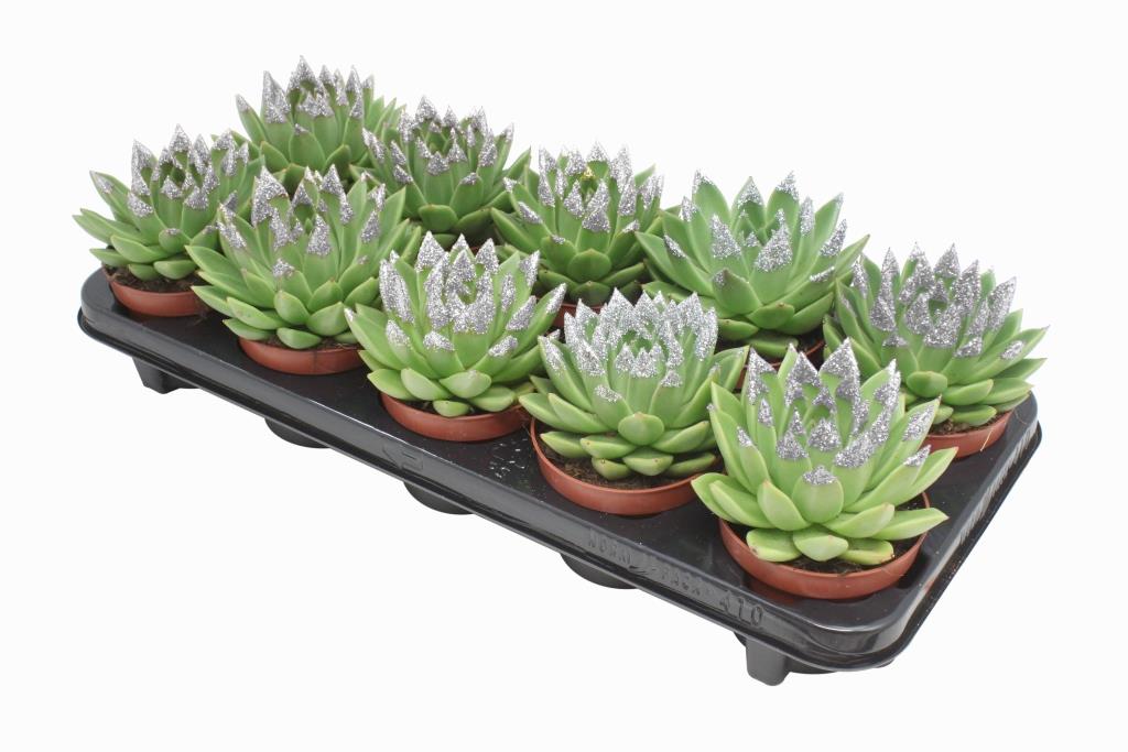 Miranda + silver Natureglit® points 13cm 10.5cm Pot