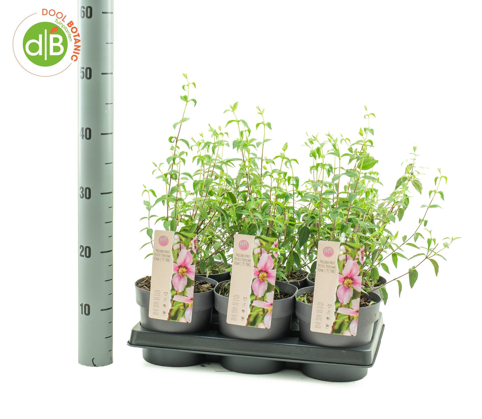 Dool Botanic Philadelphus virginalis Pack of 6