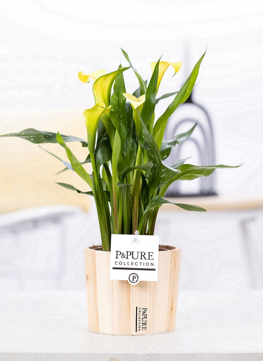 Zantedeschia Summer Sun 40cm 12cm Pot