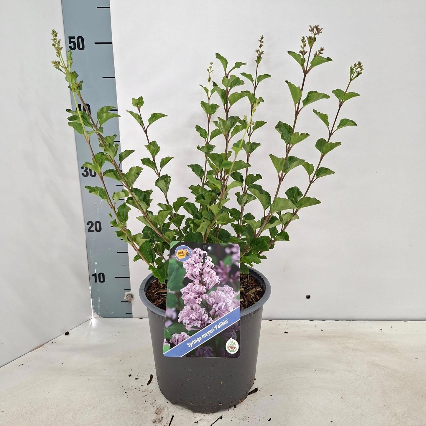 Syringa meyeri Palibin 45cm 19cm Pot