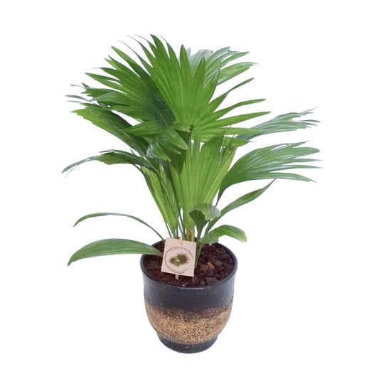 Livistona rotundifolia 45cm 17cm Pot