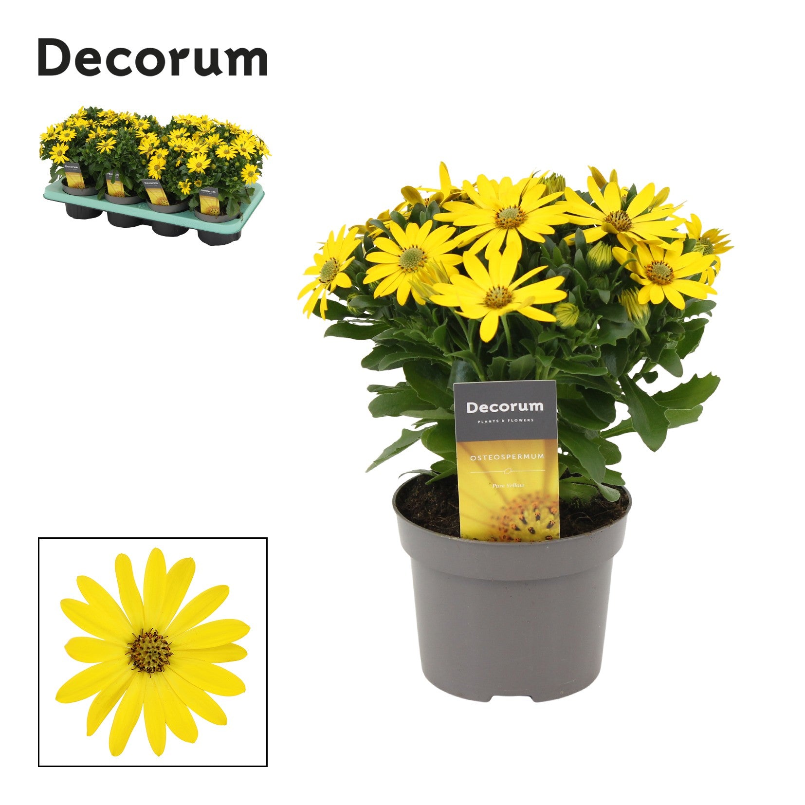 Osteospermum Flowerpower Pure Yellow 25cm 12cm Pot