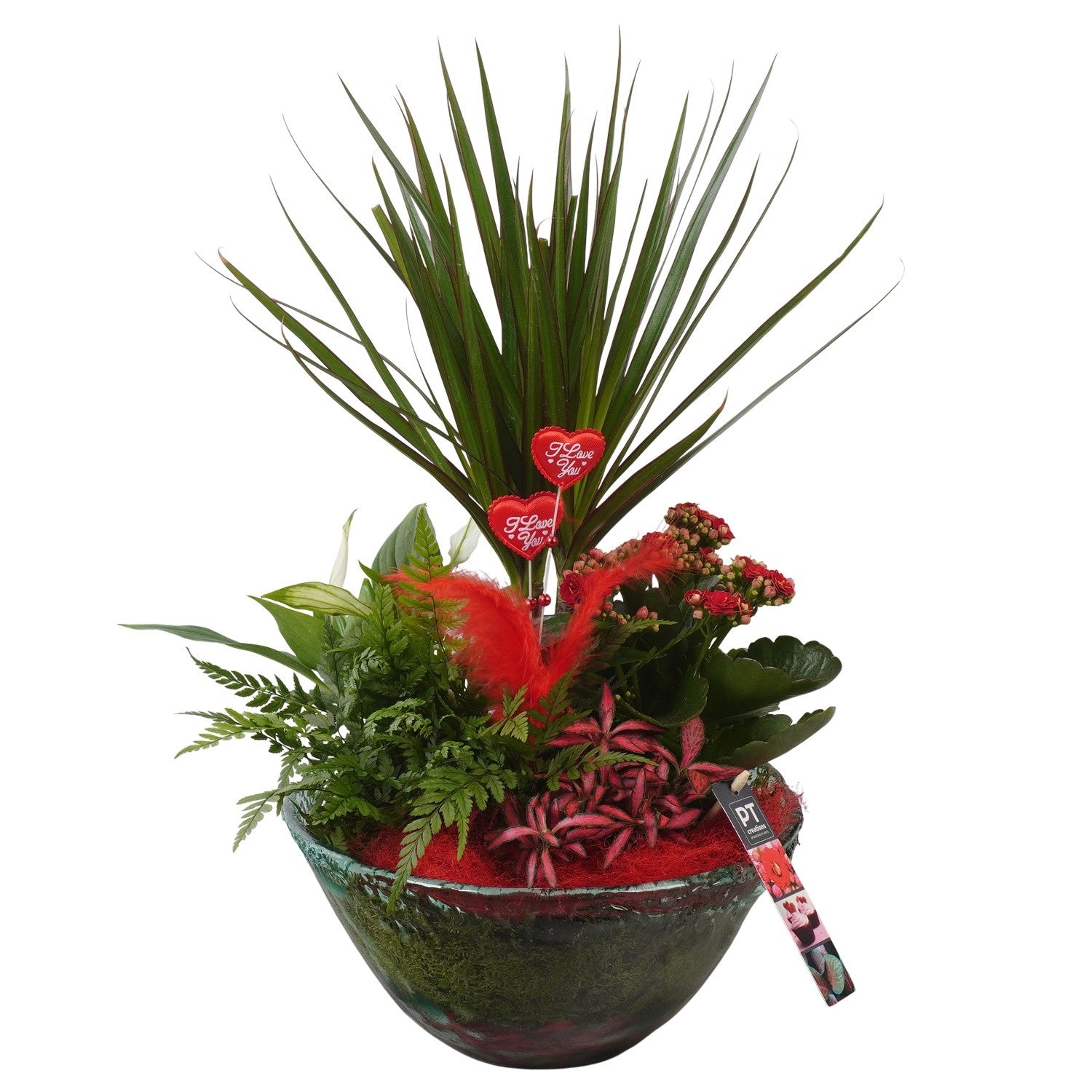 Indoor arrangement 52cm 25cm Pot