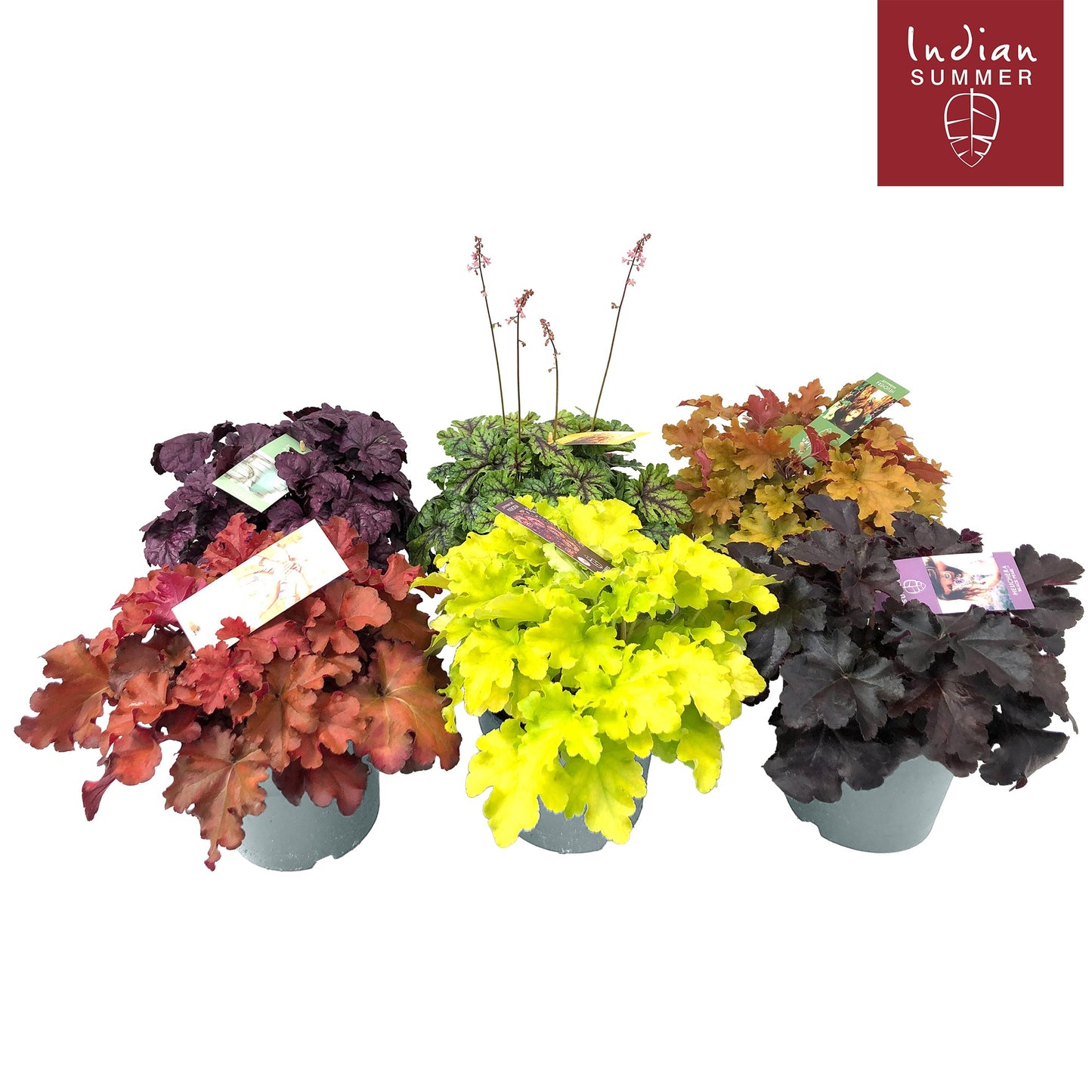 Heuchera Indian Summer mix 30cm 19cm Pot