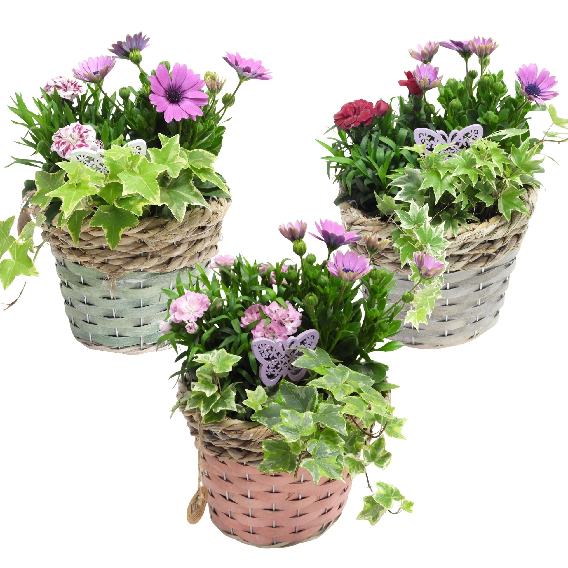 Outdoor arrangement 28cm 18cm Pot