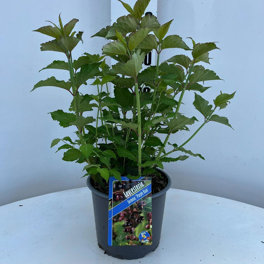 Leycesteria formosa 65cm 19cm Pot