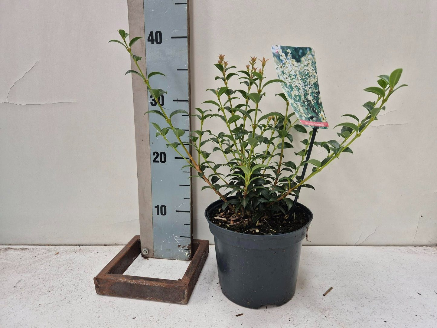 Roessel Tuinpl. VOF, B. v. Osmanthus burkwoodii Pack of 1