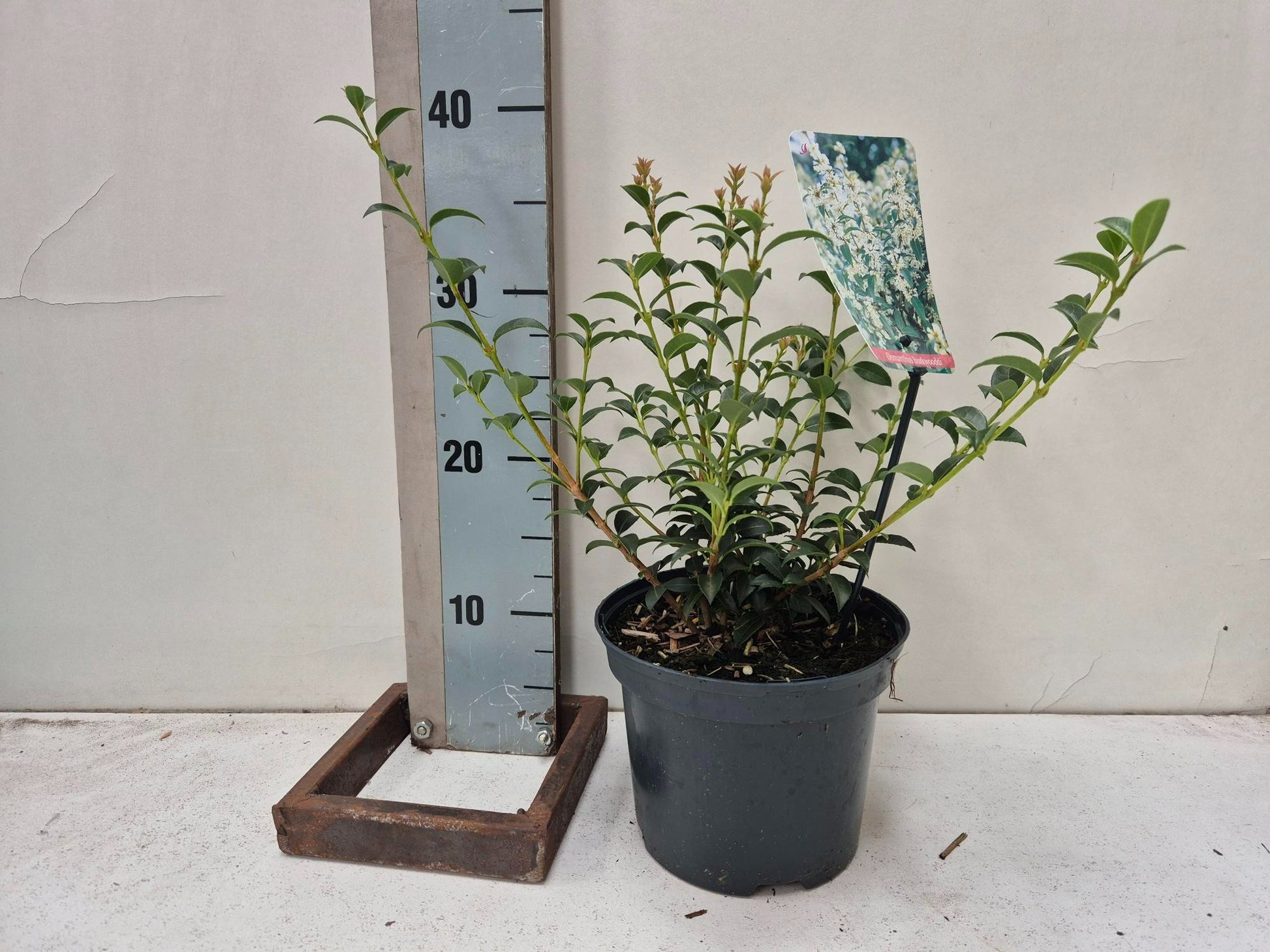 Roessel Tuinpl. VOF, B. v. Osmanthus burkwoodii Pack of 1