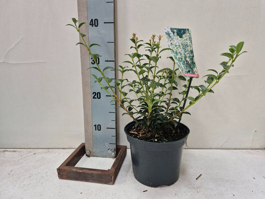 Roessel Tuinpl. VOF, B. v. Osmanthus burkwoodii Pack of 6