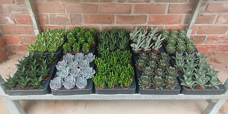Amigo Plant VOF Succulenten mix Pack of 12