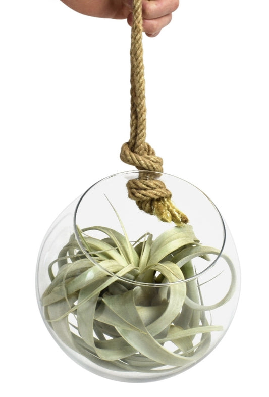 Tillandsia cyanea 17cm 20cm Pot