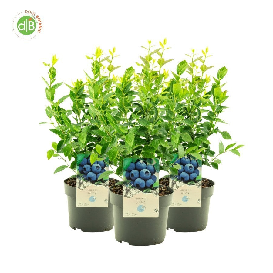 Vaccinium corymbosum ("Blueberry") 60cm 19cm Pot