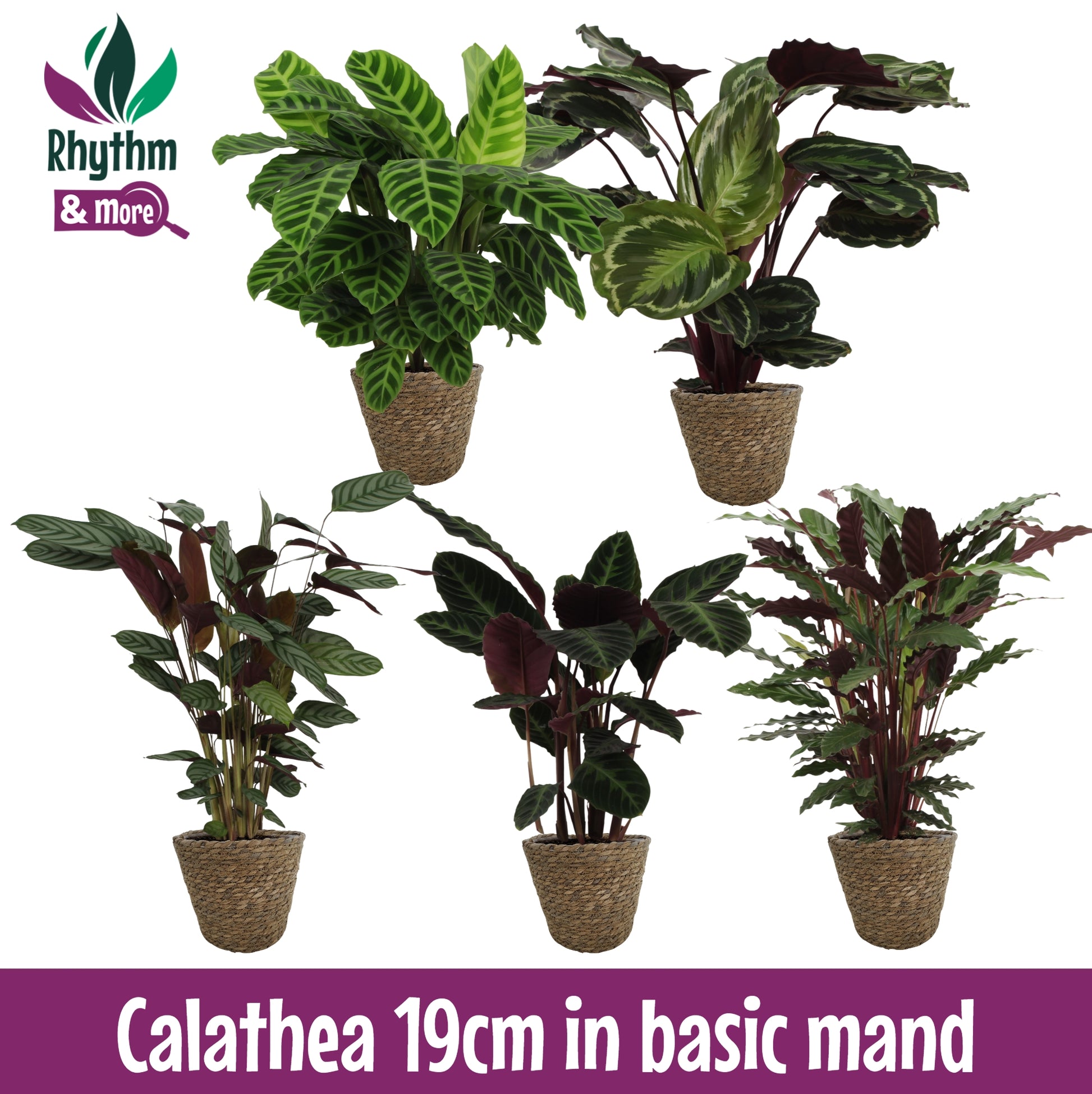 Calathea mix 75cm 19cm Pot