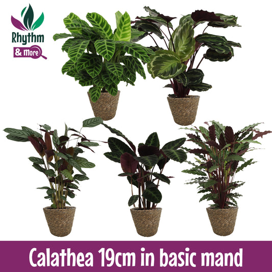 Valstar, Hkw. Gebr. Calathea in willow baskets Pack of 1