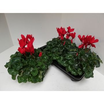 Cyclamen XL 30cm 13cm Pot