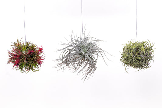 Tillandsia trio 5cm 10cm Pot