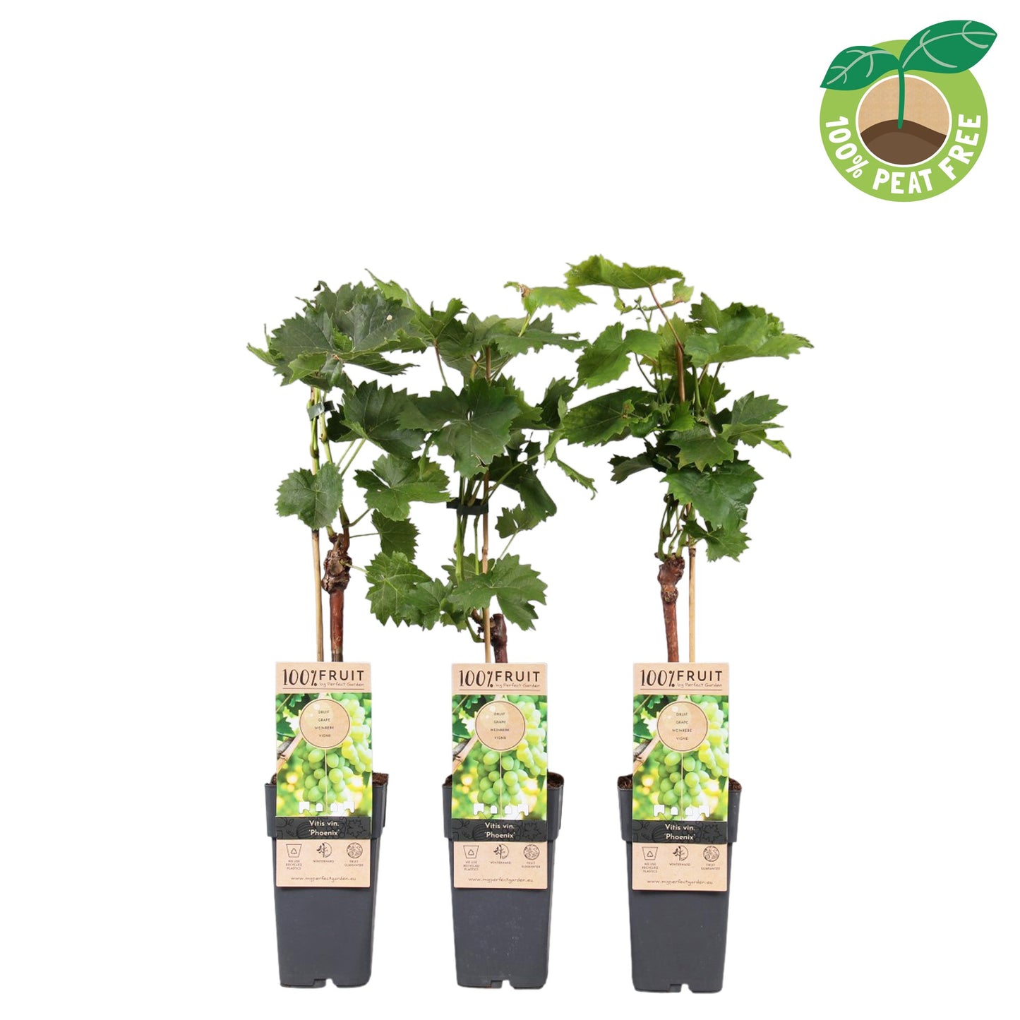 Vitis vinifera Phoenix 50cm 15cm Pot
