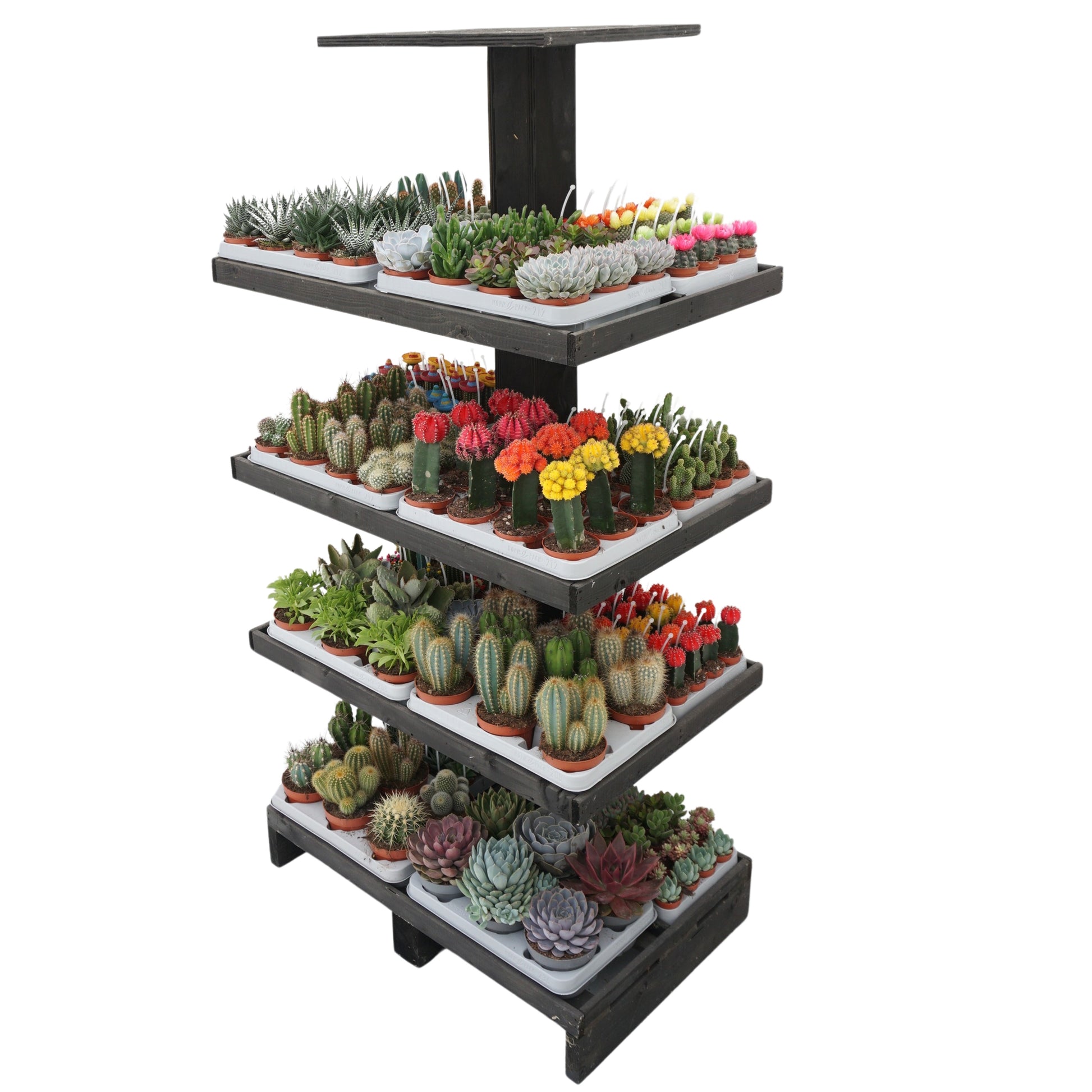 Plants 170cm