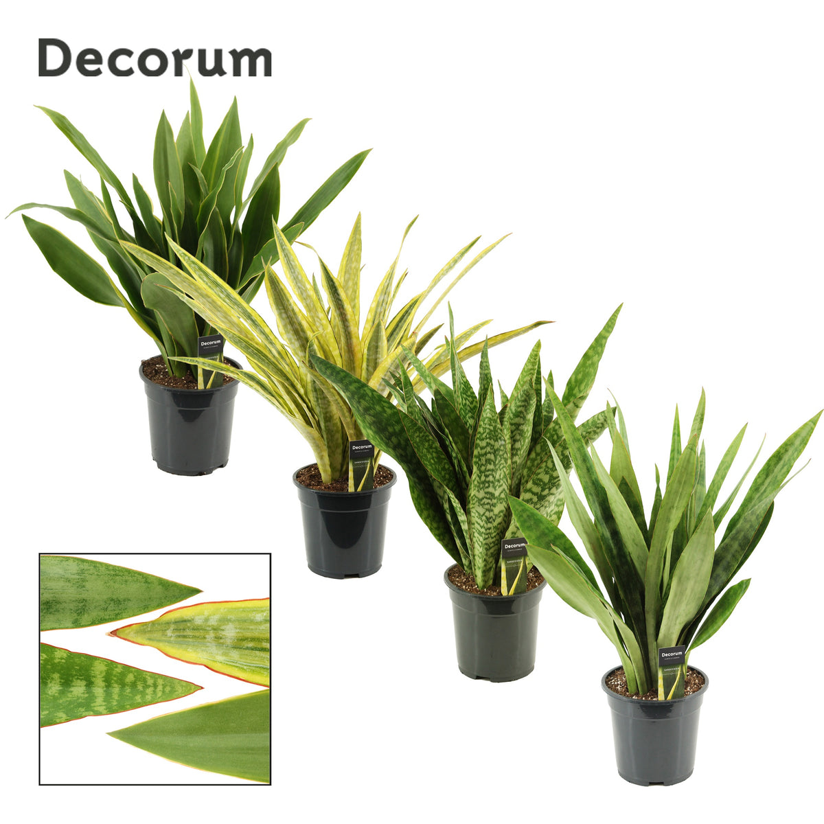Sansevieria trifasciata 60cm 19cm Pot