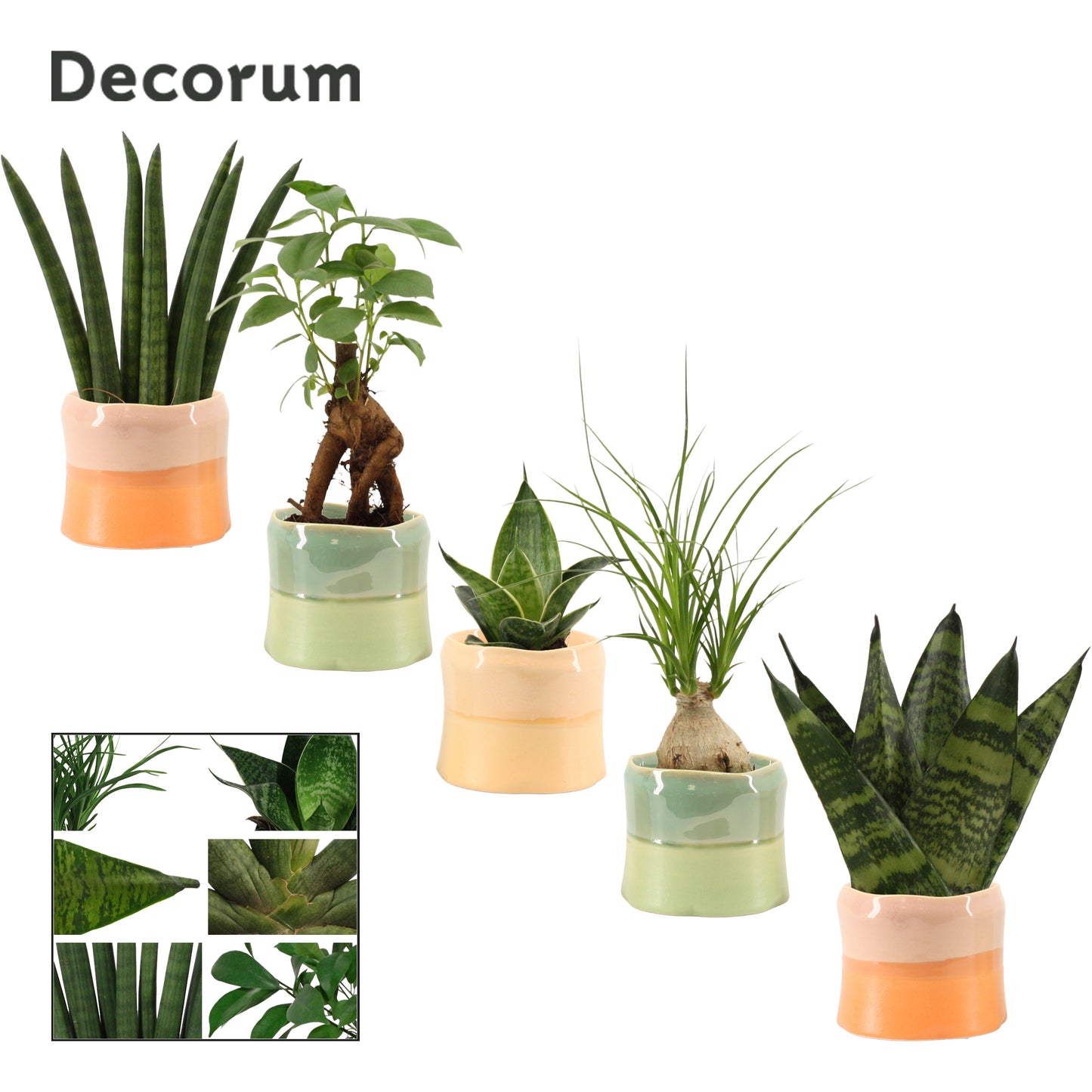 Foliage houseplants mix 17cm 6cm Pot