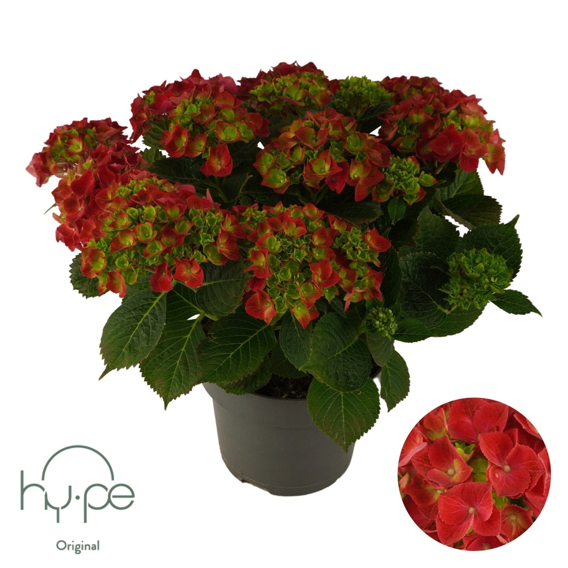 Schie, Sjaak van Hydr. mac. Mophead Red Pack of 1