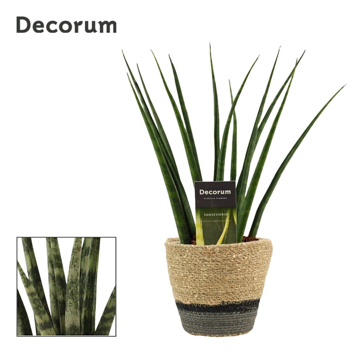 Sansevieria Fernwood 35cm 12cm Pot