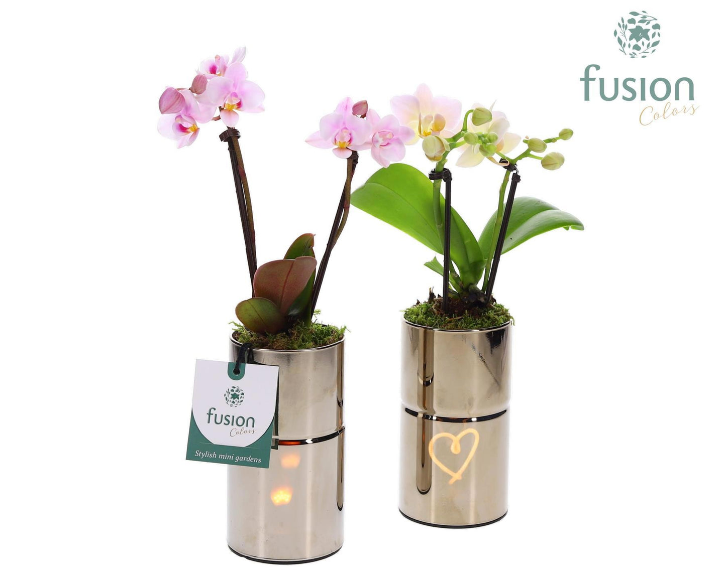 Fusioncolors BV Glas LED tube planter met Phalaenopsis Pack of 14