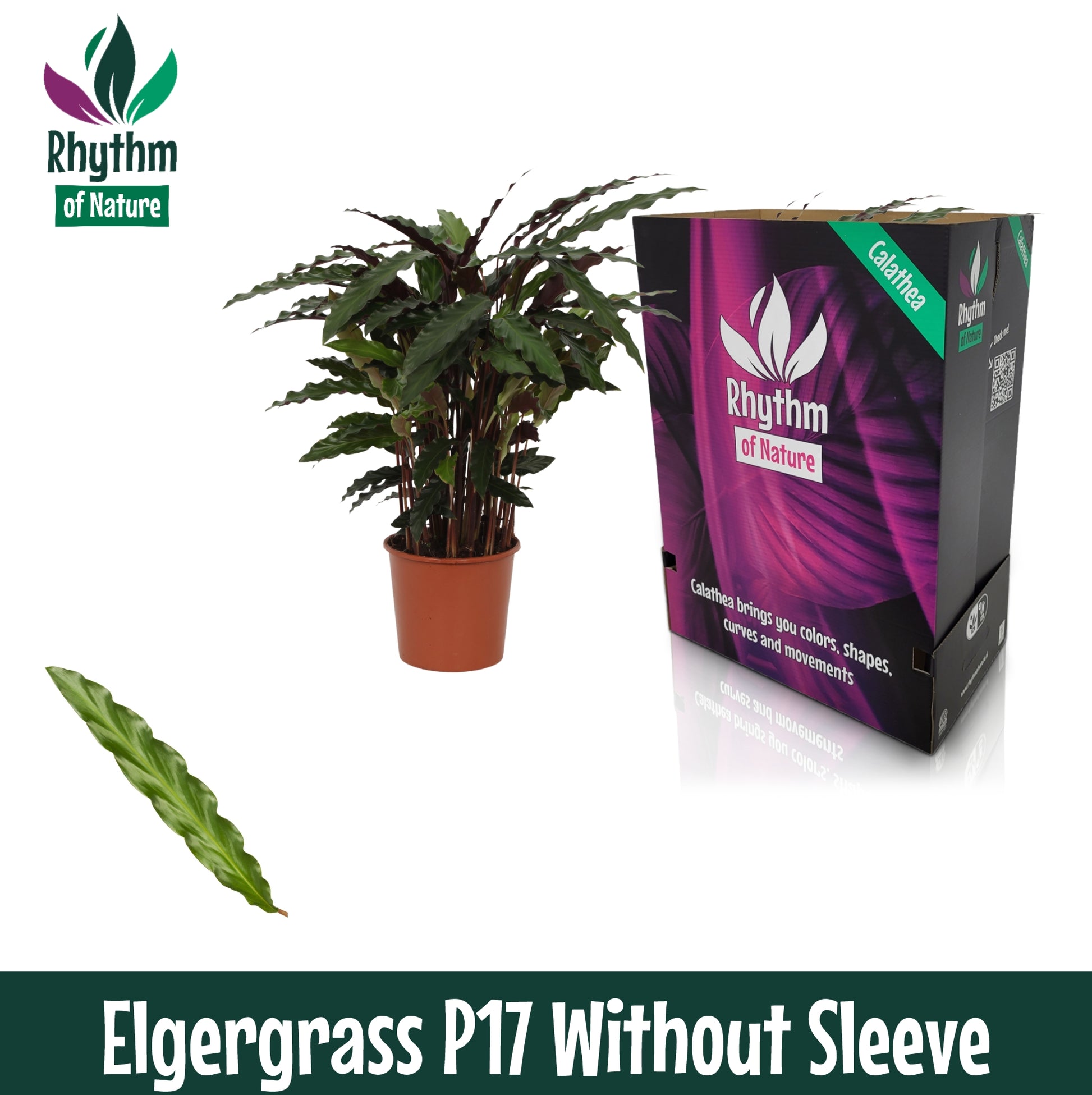 Calathea Elgergrass 65cm 17cm Pot