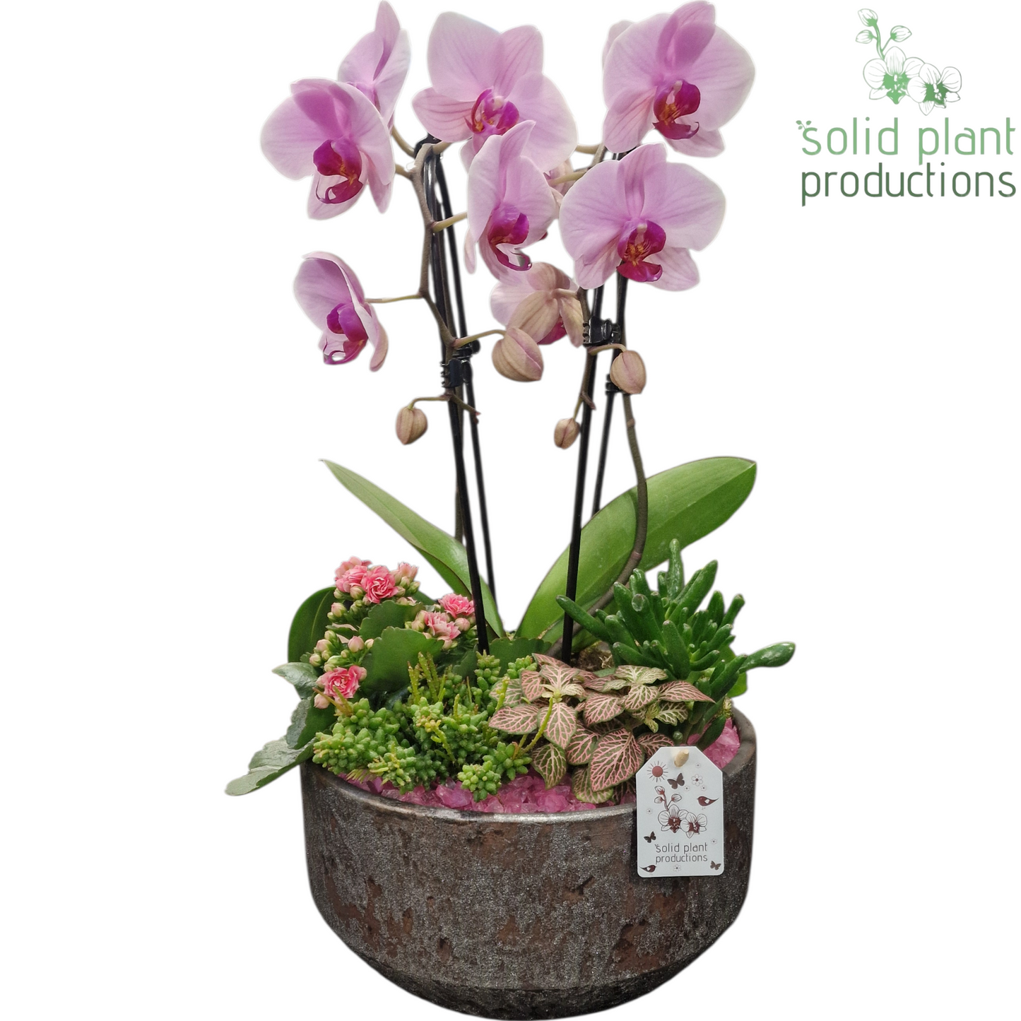 PH241 Maria Silver Bowl Pink Phalaenopsis 50cm 28cm Pot