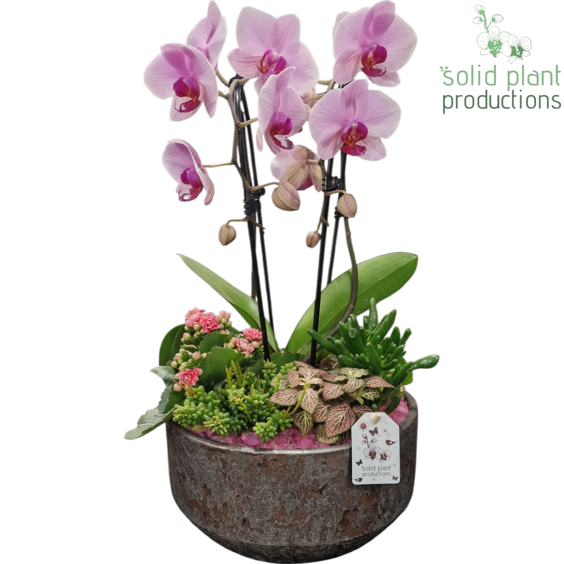 PH241 Maria Silver Bowl Pink Phalaenopsis 50cm 28cm Pot