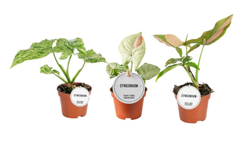 Syngonium Hybrid 15cm 6cm Pot