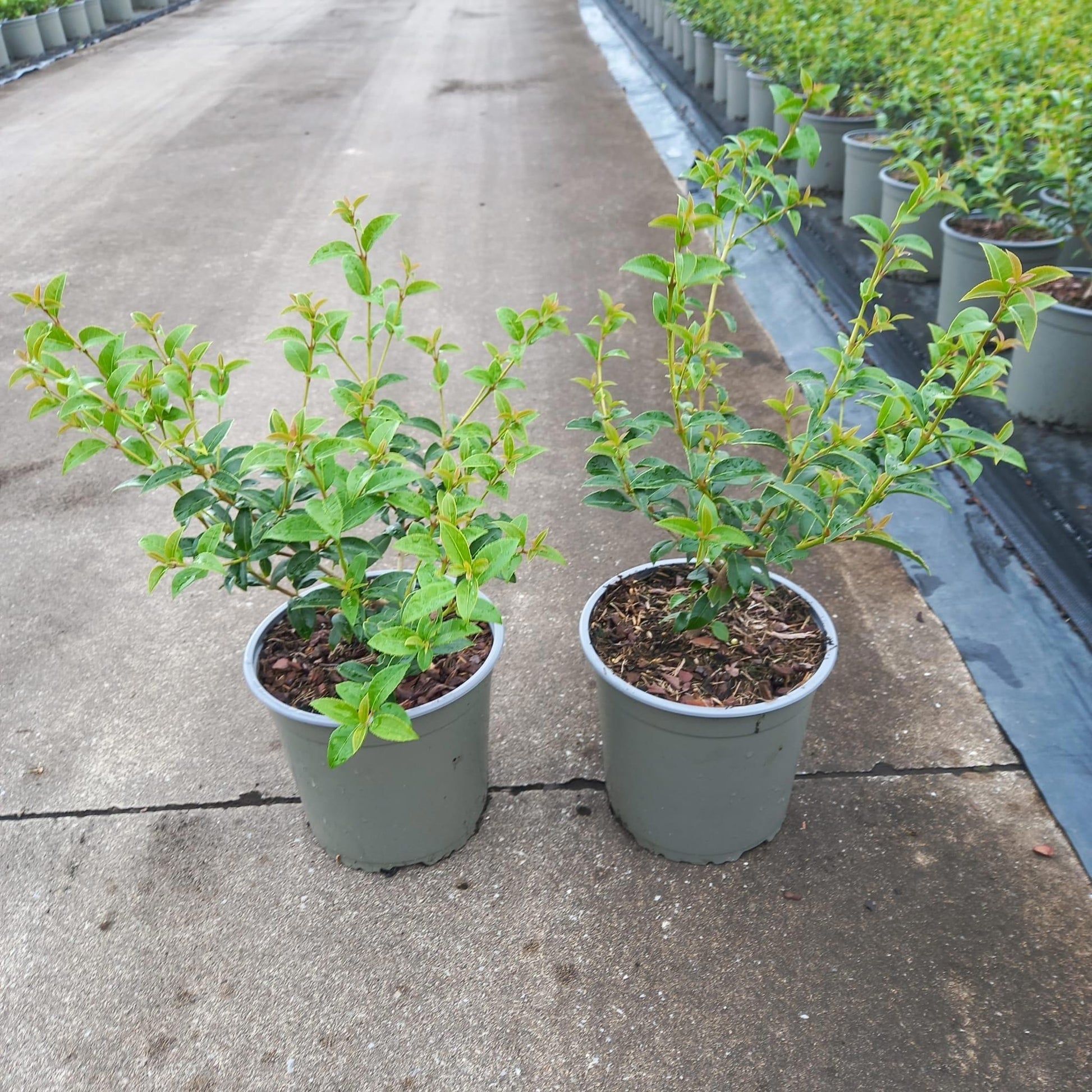 Osmanthus burkwoodii 40cm 17cm Pot