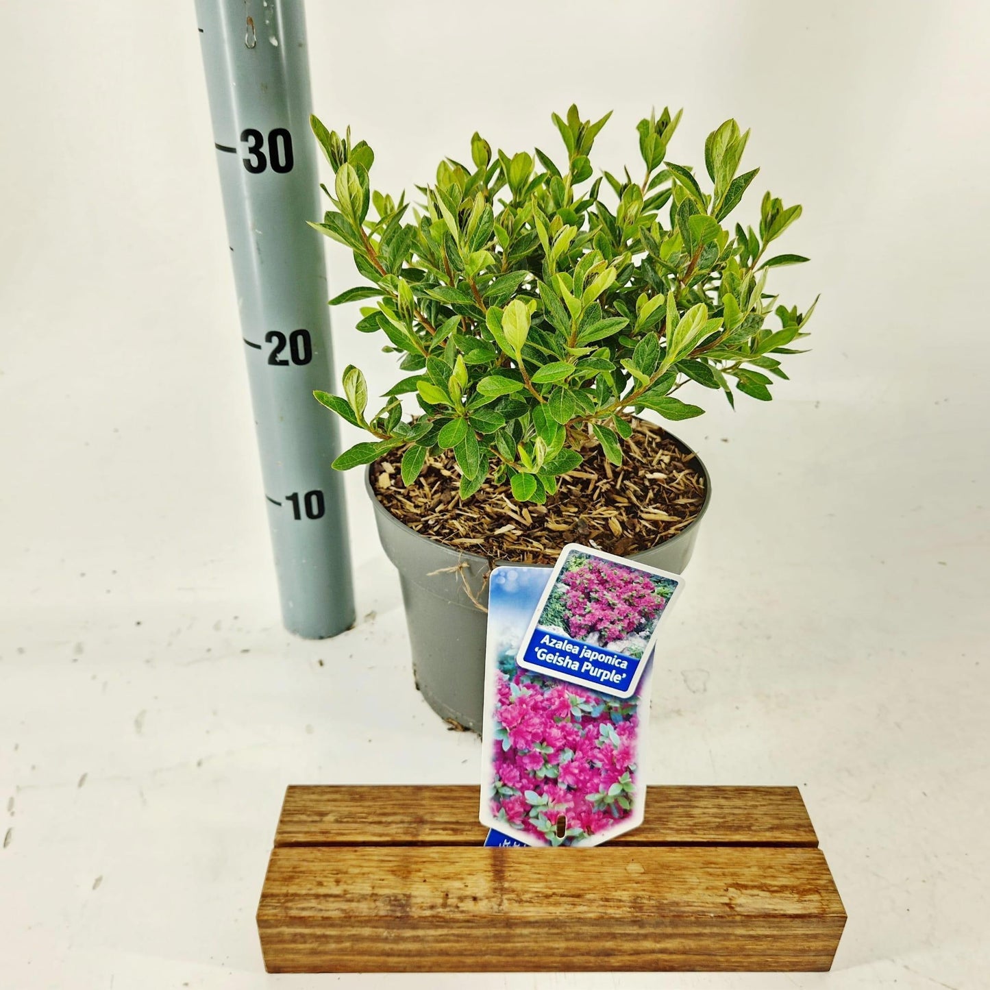 Rhododendron Geisha Purple 30cm 19cm Pot