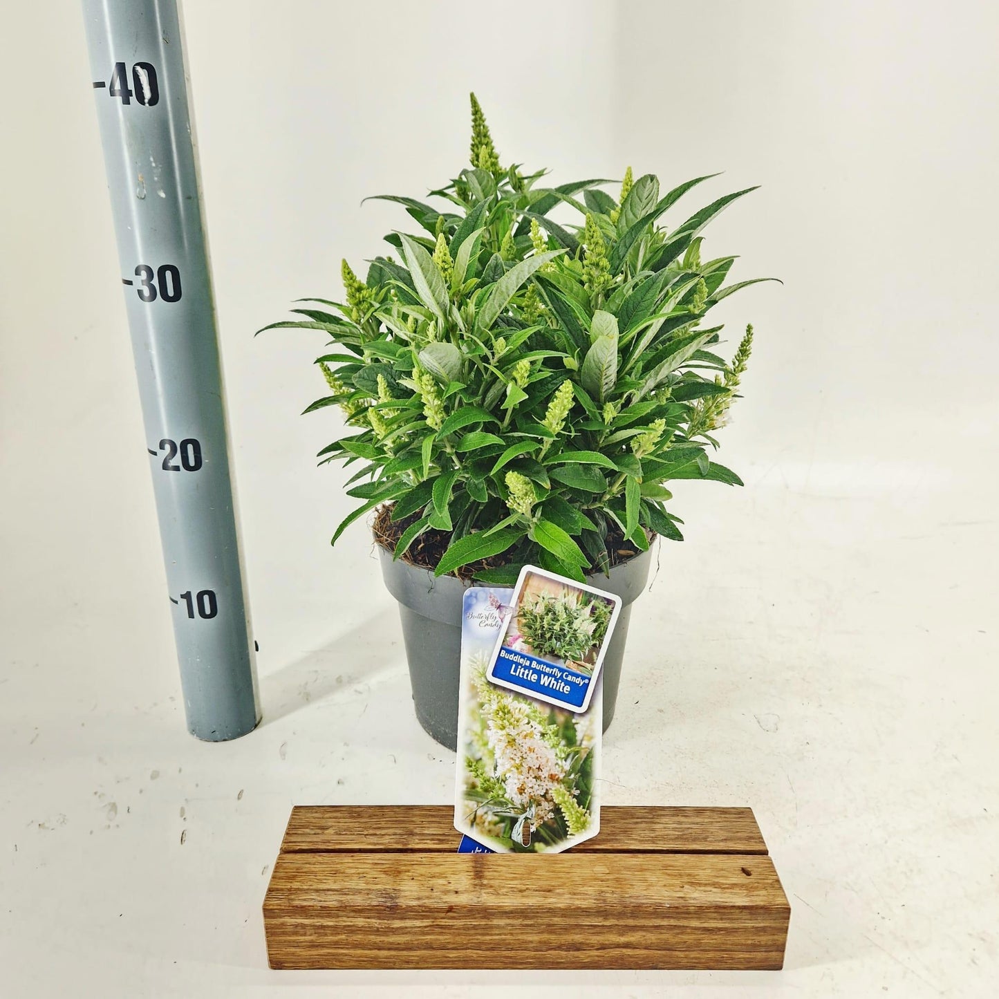 Buddleja Butterfly Candy Little White 35cm 19cm Pot