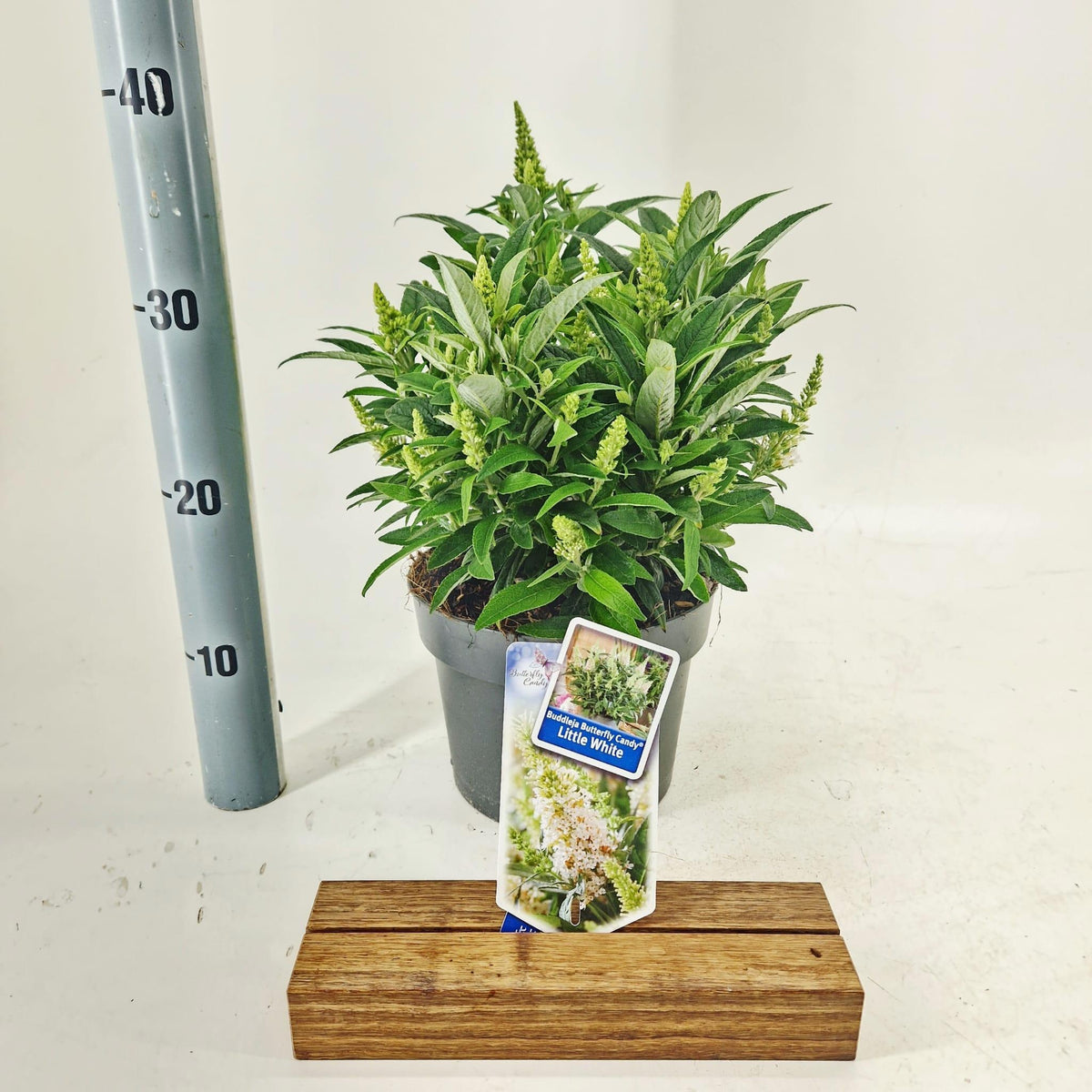 Buddleja Butterfly Candy Little White 35cm 19cm Pot