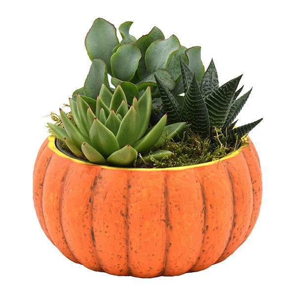 Succulent mix 14cm 13cm Pot