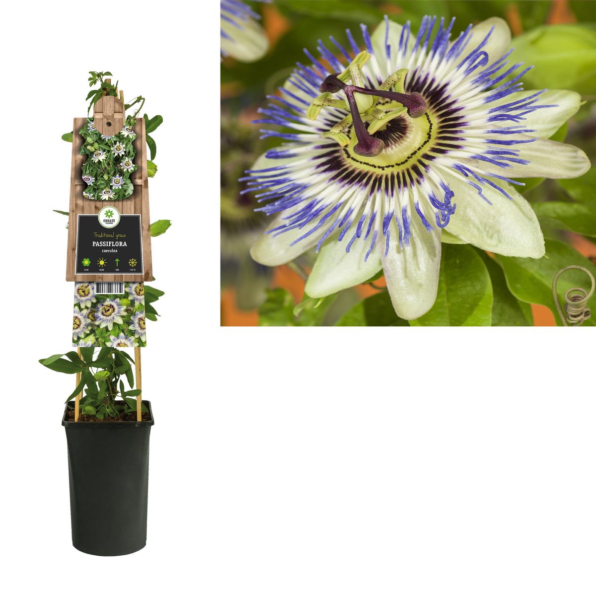 Passiflora caerulea 75cm 17cm Pot
